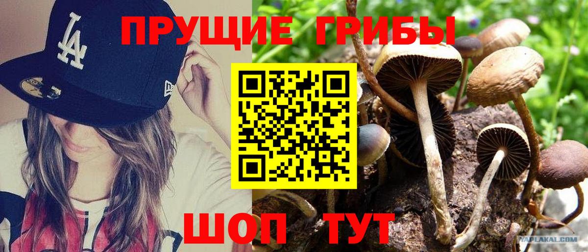 Псилоцибиновые грибы Psilocybe Соль-Илецк